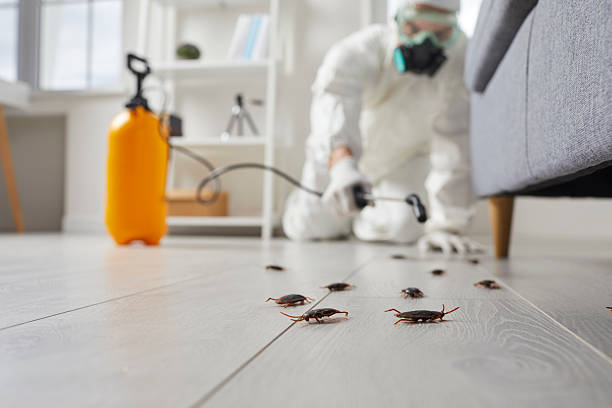 Trusted Cockroach Control service in Horse Shoe, NC - Nex Pest Control